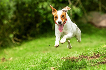 Is The Jack Russell Terrier The Dog For You?