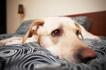 Do You Have A Puppy Or Dog During COVID-19? Be Sure To Make The Right Steps To Prevent Separation Anxiety