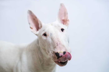 Can My Dog Eat Raw Or Cooked Pork?