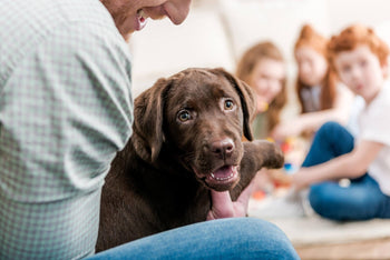 Novel Coronavirus (COVID-19) And Your Pets
