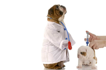 How Often Should You Vaccinate Your Dog?