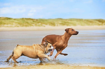 How Much Should I Exercise My Dog?