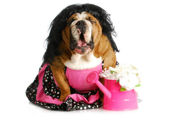 When Caring for Your Dog, Less is often More?