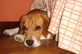 Avoid Your Dog Being Scared or Lost This Fireworks Season!