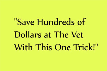 Removing Abscesses and Other Foreign Particles in Your Dog’s Body WITHOUT Surgery!
