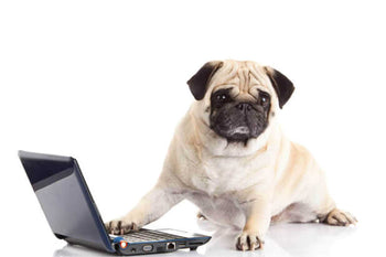 Online Dog Food Warning