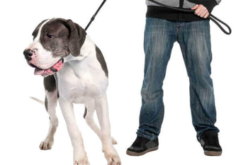 How To Stop Your Dog Pulling On The Leash!