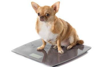 Is fat a good thing for your dog?