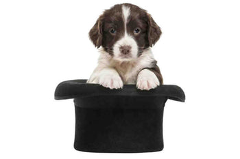 Why You Should Teach Your Dog a New Trick