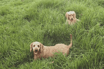 The story of Hugo & Dot