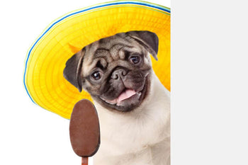 What NOT to feed your dog