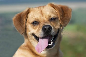 The Benefits of Feeding Your Dog a Grain-Free Diet