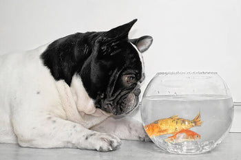 Fish oil does what for your dog?