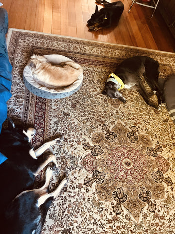 Sampson, Pokey, Elle and Kenny (Kenny Visitor)