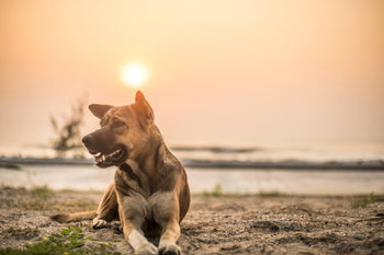 The Benefits of Green Tea for Dogs