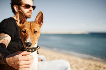 Should Your Dog be on Medication for Arthritis?