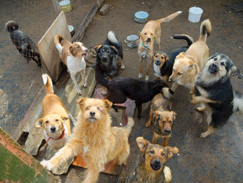 How To Prepare Your Dog For A Kennel Stay