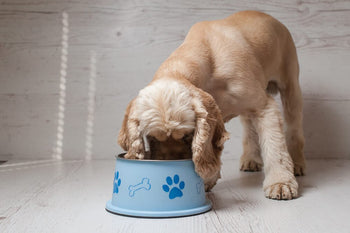 Does My Puppy Need a Special Type of Food?