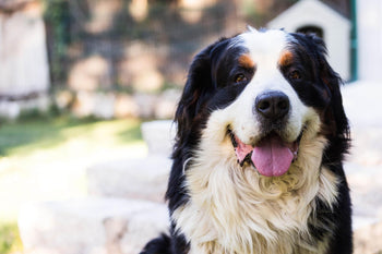 What to do If Your Dog is bitten by a Snake