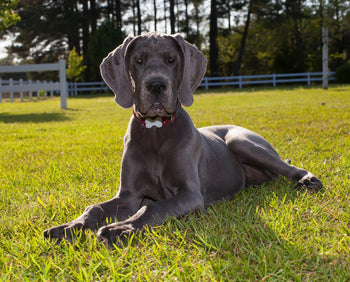 Is Your Large or Giant Breed Puppy Getting TOO Much CALCIUM?