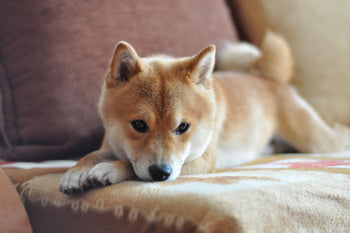If your dog is desexed, It may need 20-40% less food than you are currently giving it. Hereโs Why!