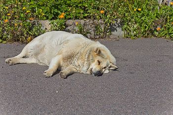 Discover What Dogs Are at Risk of These Serious Health Issues!