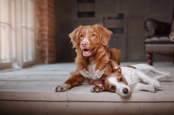 How Often Do You Adjust your Dog's Food Portions?