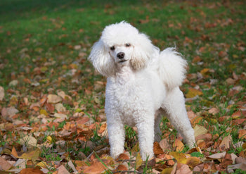 Tips For Feeding A Dog With Cushing’s