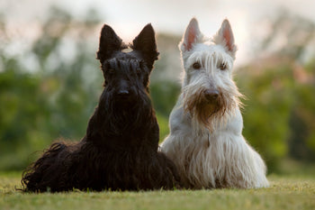 Is the Scottish Terrier the Right Dog for You?