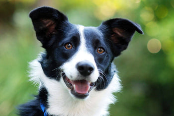 Is One of Australia’s Most Popular Dog Breeds Right for you?