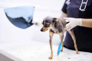 Signs of Joint Pain in Your Dog (And a Natural Ways to Ease the Pain!)