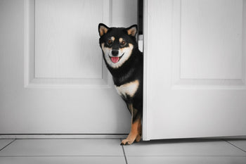 Vitamin E and Your Dog: What you Need to Know