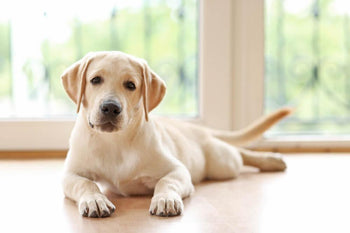 8 Ways to Burn off That Puppy Energy When Stuck Inside!