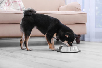 The Importance of Vitamin D in Your Dog’s Diet
