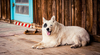 5 Common Signs Your Aging Dog Needs To Go To The Vet