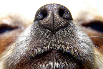 How Sensitive is Your Dog’s Nose?