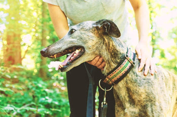 Top 10 Things Dog Owners Think When a Stranger Comes To Pet Their Dog!
