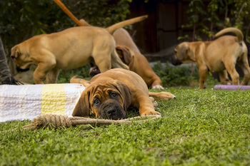 A Critical Message For Large Breed Puppy Owners