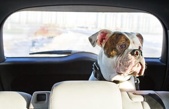Help for the Car Sick Dog