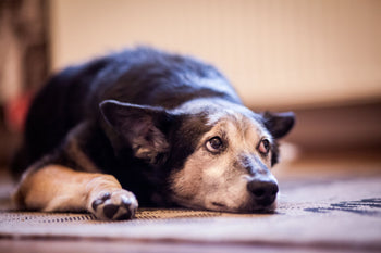 The Impact of Low-Quality Dog Food on Health