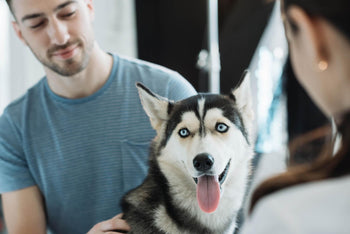 What Can Acupuncture Do For Your Dog?