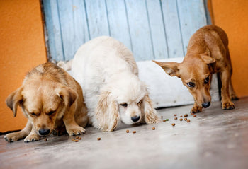 The Basics of How Your Dog Digests Food
