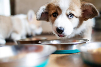 Should I Switch Up My Dog’s Food?