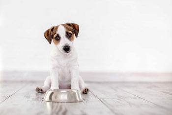 Preservatives In Dog Food: What To Stay Away From