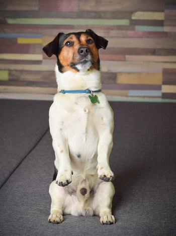 How to Teach a Trick: Beg