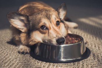 Why is My Dog Not Eating? Understanding Common Causes and Solutions.