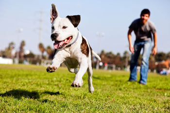 The Latest News on DCM and Grain Free Dog Foods