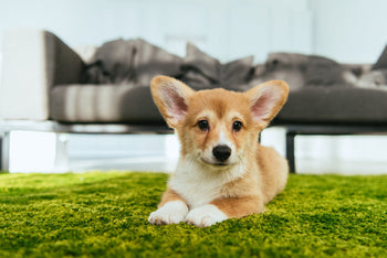 How to Stop a Dog from Peeing Indoors