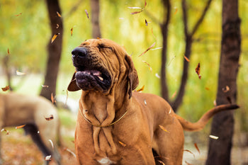 Achoo! Understanding and Addressing Your Sneezing Dog.