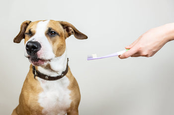 How to Brush Your Dog's Teeth